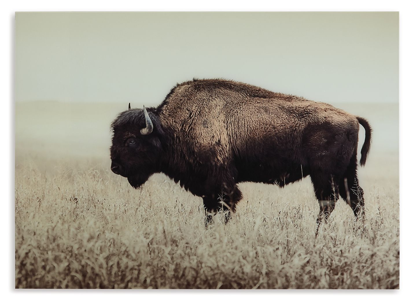 Brutus - Sepia - Wall Art - Urban Living Furniture (Los Angeles, CA)